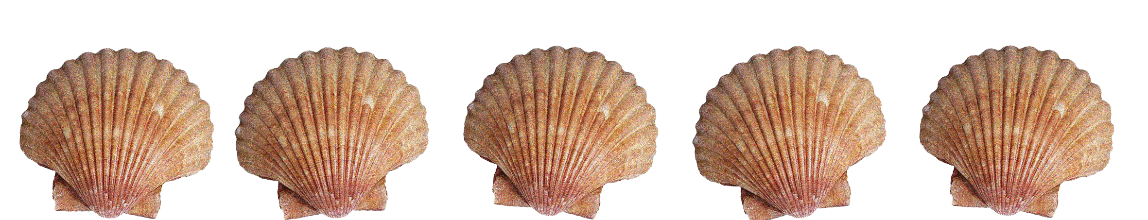 scallop-dance